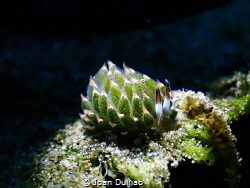 Sheep nudi from  Dauin, Philippines using TG6 microscope ... by Joan Dulhao 